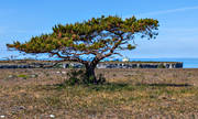 byggnader, byggnationer, fyr, fyrhus, fyrplats, Gotland, hav, havet, klippa, klippor, kultur, sommar, Stora Karls, tall, trd