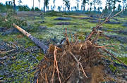 arbete, biotop, biotoper, furor, milj, natur, ovder, skog, skogar, skogsbruk, storm, stormflld, stormfllda, tallar, tallskog, vindfllen