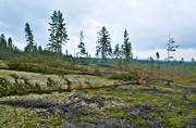arbete, biotop, biotoper, furor, milj, natur, ovder, skog, skogar, skogsbruk, storm, stormflld, stormfllda, tallar, tallskog, vindfllen