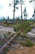 arbete, biotop, biotoper, furor, milj, natur, ovder, skog, skogar, skogsbruk, storm, stormflld, stormfllda, tallar, tallskog, vindfllen
