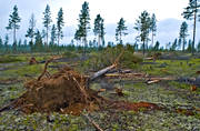 arbete, biotop, biotoper, furor, milj, natur, ovder, skog, skogar, skogsbruk, storm, stormflld, stormfllda, tallar, tallskog, vindfllen