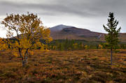 fjll, fjllandskap, fjllbjrk, hst, hstfrger, Jmtland, landskap, natur, silverfallet, Snasahgarna, Snasamassivet, Snasen, Storsnasen, stmning, stmningsbild, stmningsbilder, rstid, rstider