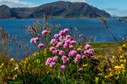 Armeria maritima, biotop, biotoper, blomma, blommande, blommor, hav, havet, havsstrand, landskap, Lunde, natur, Norge, sommar, strand, strandtrift, trift, vxt, vxter, ng, ngsmark