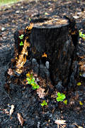 arbete, brand, brnd, brnt, lingonris, milj, natur, skog, skogsbrand, skogsbruk, skogsmark, stubbe, tervxt