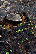 arbete, brand, brnd, brnt, lingonris, milj, natur, skog, skogsbrand, skogsbruk, skogsmark, stubbe, tervxt