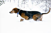 djup sn, djur, dggdjur, finnstvare, harjakt, hund, hundar, jakt, jakthund, pulsa, sn, stvare, vinter, vinterjakt