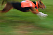 drivande, fart, finnstvare, harhund, harjakt, hund, hundpejl, hundvst, jakt, rvjakt, rrelse, stvare