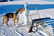 hamiltonstvare, hare, harjakt, jakt, sn, spark, stvare, vinter