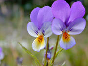 biotop, biotoper, blommor, blomster, natur, sommar, styvmorsviol, ng, ngar, ngsmark