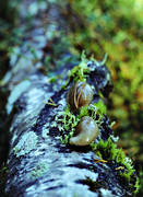biotop, biotoper, frmultning, kretslopp, murken, murknar, natur, rutten, ruttna, skog, skogar, skogsmark, svamp, trdstam, tervinning