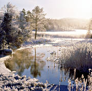 Forsn, frost, frvinter, jul, julbilder, julkort, julstmning, stmning, stmningsbild, stmningsbilder, vass, vattendrag, vinter, rstid, rstider