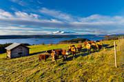 boskap, höst, Jämtland, Kallsjön, lada, landskap, lantbruk, tjurar, Åreskutan, ängsmark