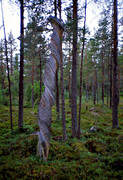 biotop, biotoper, natur, skog, skogar, skogsmark, stubbe, torraka, torrstubbe, urskog
