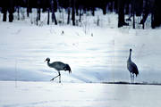 djur, fglar, sn, trana, tranor, vinter