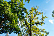 ek, ekskog, lvverk, natur, skog, trd, trdkrona, Visings