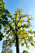 ek, ekskog, lvverk, natur, skog, trd, trdkrona, Visings