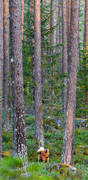 finnspets, finsk spets, fågeljakt, jakt, ståndskall, trädskällarjakt, öga*