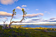 Arjeplog, bl, galtispuoda, Hornavan, kvllssol, landskap, lappland, sj, sommar, trdgrns, utsikt, vy