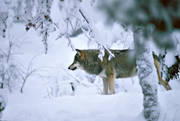 djur, dggdjur, grben, hunddjur, skog, sntyngd, ulv, varg, vargar, vinter