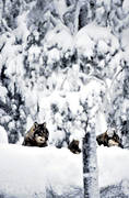 djur, däggdjur, gråben, snö, ulv, varg, vargar, vinter