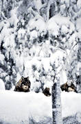 djur, dggdjur, grben, sn, ulv, varg, vargar, vinter