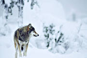 djur, däggdjur, gråben, snö, ulv, varg, vargar, vinter, vinterlandskap