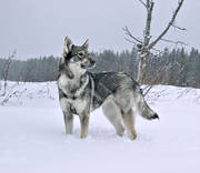 djur, dggdjur, grben, hund, hundar, hunddjur, jmthund, tamhund, ulv, varglik