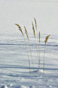 biotop, biotoper, natur, sj, sjar, sn, strn, vass, vasstrn, vinter