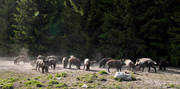 djur, dggdjur, grisar, utfodrar, utfodring, vildsvin, viltvrd, tel, telplats