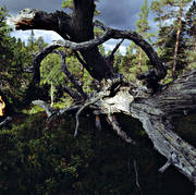 biotop, biotoper, fjllskog, natur, rotsystem, rtter, skog, skogar, skogsmark, stubbe, taiga, urskog, vindflle