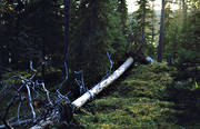 biotop, biotoper, kretslopp, natur, nedbrytning, skog, skogar, skogsmark, stormfllning, torrfura, urskog, vindflle