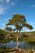 barrtrd, Forsn, natur, skog, skogsmark, tall, vindpinad, vresig