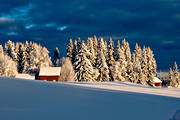 granar, granskog, Jämtland, landskap, snö, stämning, stämningsbild, stämningsbilder, vinter, årstid, årstider