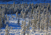 gran, granar, Jämtland, landskap, natur, snö, snöigt, snölandskap, stämmning, stämningsbild, stämningsbilder, vinterbild, vinterlandskap, vinterstämning, årstid, årstider