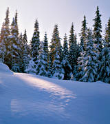 gran, granskog, julkort, julstmning, skog, sntyngd, stmning, stmningsbild, stmningsbilder, vinter, vinterlandskap, vinterstmning, rstid, rstider