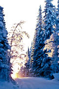 granskog, jul, julbilder, julkort, julstmning, motljus, sn, sntyngd, solnedgng, stmning, stmningsbild, stmningsbilder, vinter, vinterstmning, vg, rstid, rstider