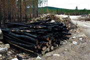 arbete, brand, brnd, brnt, massaved, milj, natur, skog, skogsbrand, skogsbruk, skogsmark, virke