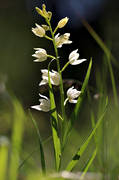 biotop, biotoper, blomma, blommande, blommor, Landskap, natur, orkide, orkideer, orkidengar, skogslilja, Svrdsyssla, vit, vxter, ngsmark