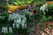 biotop, biotoper, blomma, blommande, blommor, cephalanthera longifolia, Gotska Sandn, landskap, natur, orkide, orkideer, orkidengar, Svrdsyssla, vit, vit skogslilja, vxter