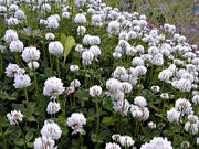 biotop, biotoper, blom, blommor, klver, natur, vitklver, ng, ngar, ngsmark