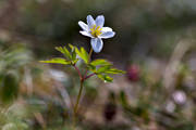 anemone nemorosa, biotop, biotoper, blomma, blommmor, blommor, blomningstid, natur, skog, vitsippa, vitsippor, vr, vxter, ngsmark