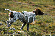 bra, djur, dggdjur, fgelhund, hund, hundar, jakthund, klvja, klvjevskor, stnd, vorsteh
