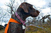 djur, dggdjur, fjlljakt, fgelhund, hund, hundar, jakt, pingla, ripjakt, stende fgelhund, vorsteh