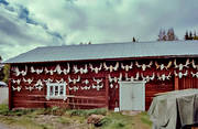 horn, jakt, jakt lgjakt, ladugrd, lghorn, lgjakt