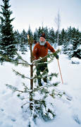 betesskador, djur, dggdjur, plantering, tall, tallplantering, lg, lgar, lgbete, lgbetesskada, lgskada