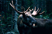 djur, dggdjur, hjortdjur, hornkrona, krona, oxe, taggar, tjur, lg, lgar, lgoxe, lgtjur