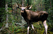 djur, dggdjur, hjortdjur, oxe, tjur, lg, lgar, lgoxe, lgtjur