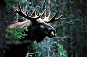 djur, dggdjur, hjortdjur, horn, hornkrona, konung, krona, oxe, skog, taggar, tjur, lg, lgar, lgkrona, lgoxe, lgtjur