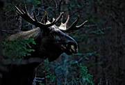 djur, dggdjur, horn, krona, oxe, skog, skogens konung, tjur, lg, lgar, lgoxe, lgtjur