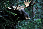 djur, dggdjur, horn, krona, oxe, skog, skogens konung, tjur, lg, lgar, lgoxe, lgtjur